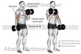 dumbbell bicep curl